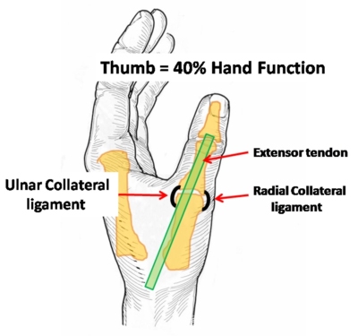 Anatomy Of The Thumb Ligaments Anatomy Book